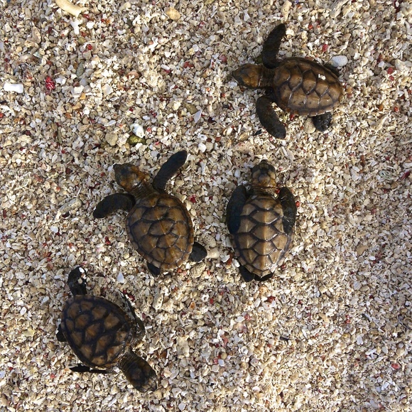 4_turtles